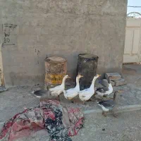 فروش فوری