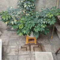 گل پنج انگشتی