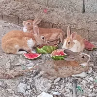 خرگوش