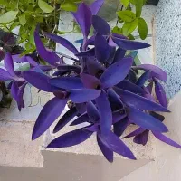 هر کدوم 250