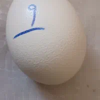 تخم اردک