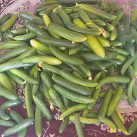 خیار محلی زنجان