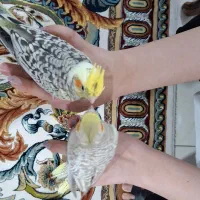 عروس هلندی