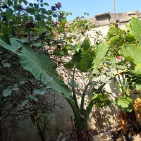 تعدادی گل برای فروش