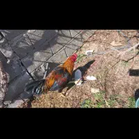 حیوان خروس