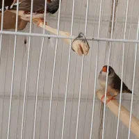فنچ کینگ مرغ عشق اسپانگل