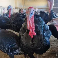 بوقلمون برنزانگلیسی فقط بمدت دوروز