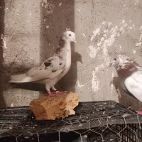 فروش جوجه کبوتر