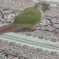 پرنده گرینچیک