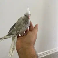 جوجه عروس هلندی