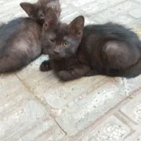 واگذاری بچه گربه