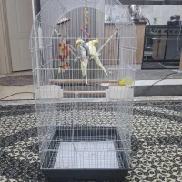 یک جفت عروس هلندی