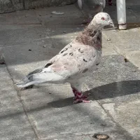 کفتر کرباتی سرور کله جفتگاه و پرشی