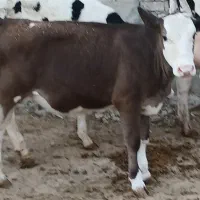 فروخته شدگاوشگم اول باگوساله نر۳ماه ۲۷ک شیراذرسا