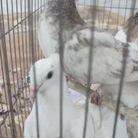 کبوتر