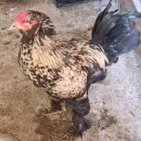 برهما