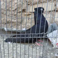 کبوتر زاغ آبادانی ماده