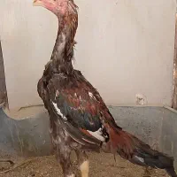 جوجه خروس لاری