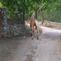 کره مادیون یه سر وارداتی کره کاندالیتو دوساله