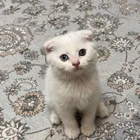 گربه اسکاتیش  فولد چشم دورنگ