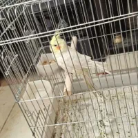 عروس هلندی ، مرغ عشق