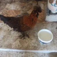 مرغ گلین کاکلی