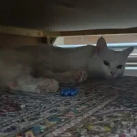 ..‌.|گربه|مرند, |دیوار
