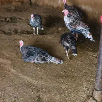 بوقلمون