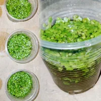 گیاه آکواریومی روی آبی