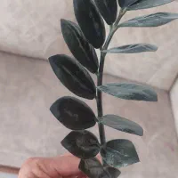 زامیفولیا بلک
