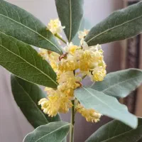 یک خط تلفن ثابت صفر کارنکرده در تهرانپارس غربی
