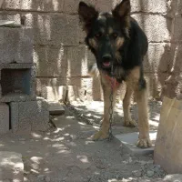 سگ ژرمن اصیل