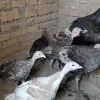 فروش جوجه بوقلمون