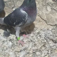 کفتر پلاکی