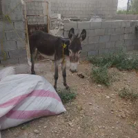 الاغ