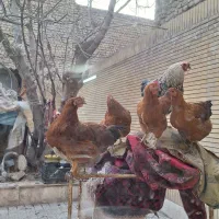 تخم مرغ محلی