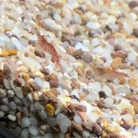 میگو|ماهی|تبریز, |دیوار