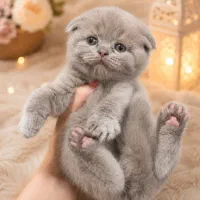 اسکاتیش ماده لیلاک و بلو
