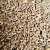 گندم آبی مخصوص نان