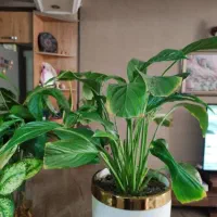فروش گلهای اپارتمانی و احیای گیاهان