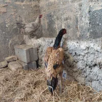 مرغ اوشامو