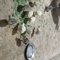 جوجه بوقلمون بامادر
