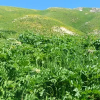 علف|خدمات باغبانی و درختکاری|سارال, |دیوار