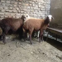 بره