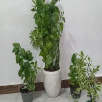 گیاه همیشه سبز وزیبا