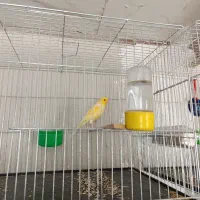 قناری نر تعداد