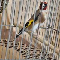 سهره نر۲ساله