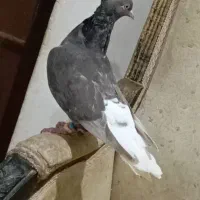 ماده|پرنده|اهواز, شهرک برق|دیوار