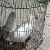 کبوتر|پرنده|گلستان (کرمان), |دیوار