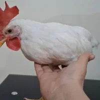 نیمچه۵ماهه ۳عدد دونه ۷۰۰ معاوضه باجوجه مرغ یاخروس